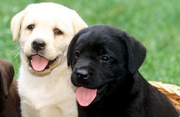 immagine di due cuccioli di labrador di colore nero e di colore biondo-miele