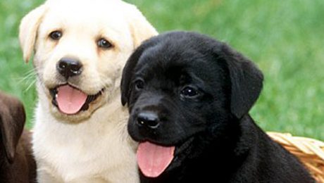 immagine di due cuccioli di labrador di colore nero e di colore biondo-miele